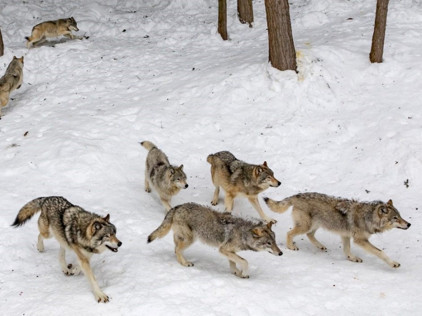 В апреле текущего года 1 575,0 тыс. рублей направлено на выплату вознаграждений за добытых волков на территории Забайкальского края